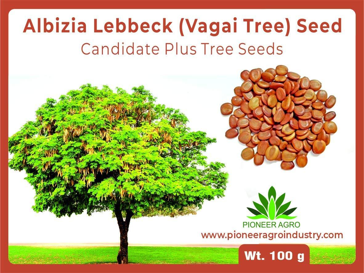 Albizia Lebbeck Fry Wood (Vagai Seed) Women’s Tongue Tree Seed 100 Gram, Medium Germination