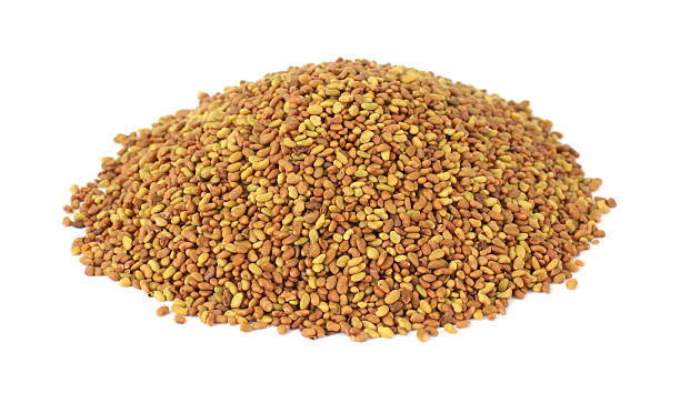 Alfalfa Seeds Medicago Sativa – Luceme Grass Seeds Kuthiraimasal Grass Seeds