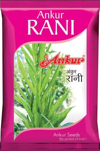 Ankur Seed Rani Cluster Beans Vegetable Seeds, Guar Ke Beej, High Yielding Variety For Kharif and Summer