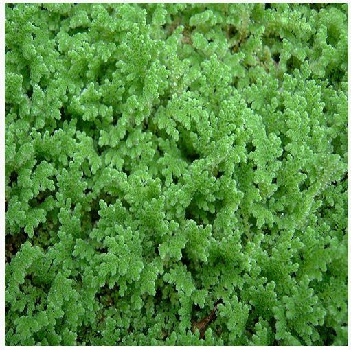 Azolla Plant Seed (Azolla Plant is a Protein Rich Animal-Poultry-Fish Feed)