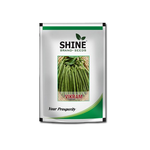 Bush Bean Vikram – Shine Brand Seeds, Vegetable Seeds, Excellent Germination Quality
