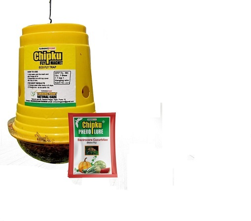 Chipku – Pheromone Eco Trap with Fruit Fly Lure (Bactrocera Dorsalis) For Papaya, Banana, Bitter Melon, Citrus, Coffee, Guava, Peppers, Mango
