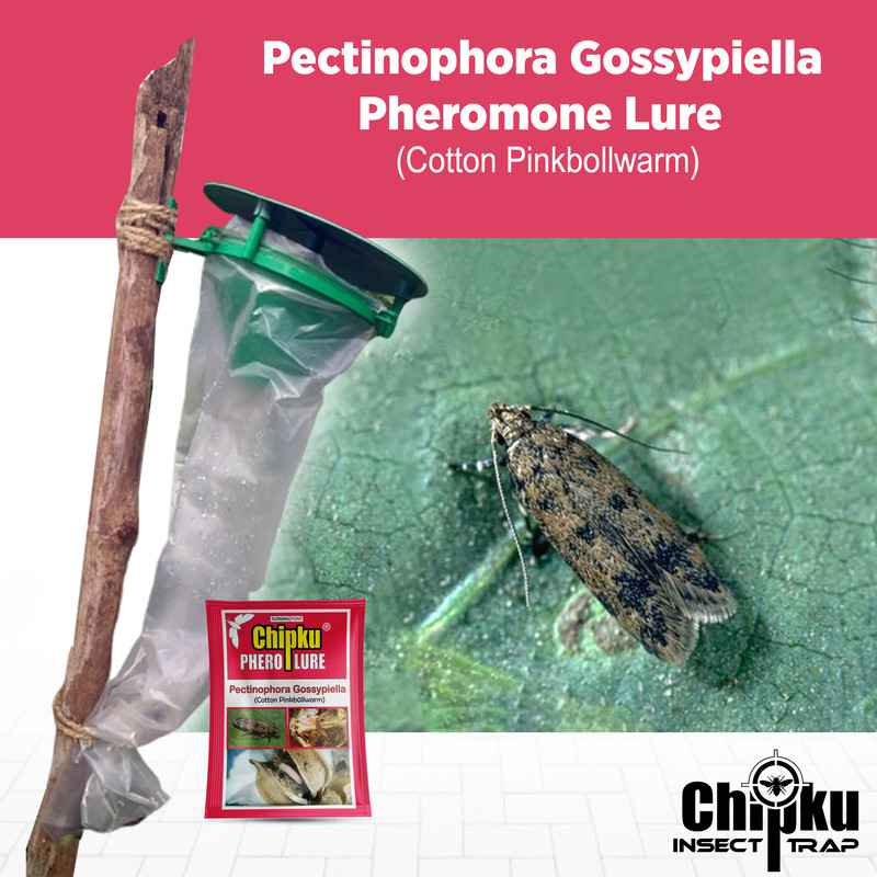 Chipku – Pheromone Trap Funnel with Pink Bollworm Lure to Catch Insect Moth of Pink Bollworm (PBW) (Pectinophora Gossippiella) In Cotton Crop.