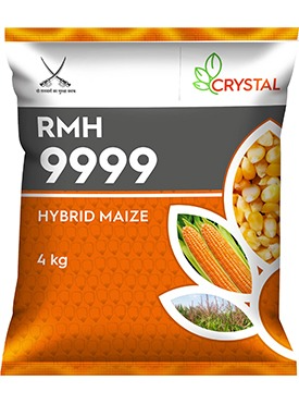 Crystal F1 Hybrid RMH 9999 Maize Seeds, Medium Maturity with Medium Tall Height