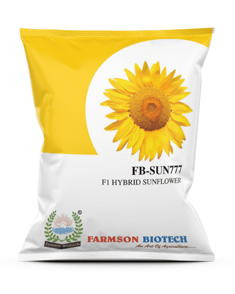 Farmson FB Sun777 F1 Hybrid Sunflower Seeds, Robust Growth, and Semi Erect, Plants Are Medium Tall