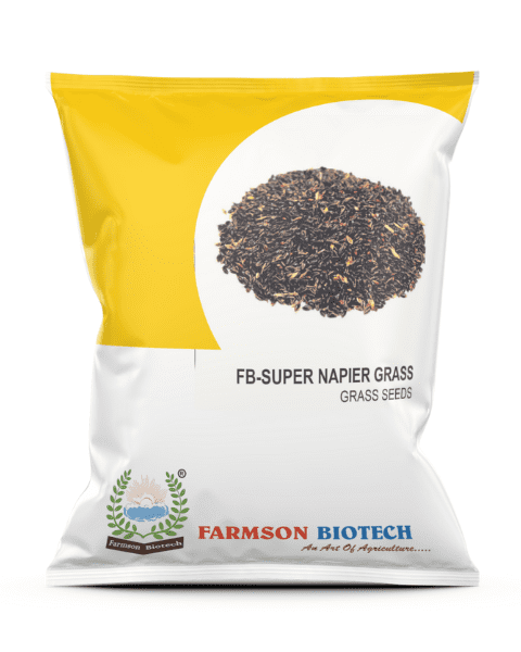 Farmson Super Napier Grass Seeds, King of Napier Grass, Showing Direct In the Main Field, Fodder Grass Seeds