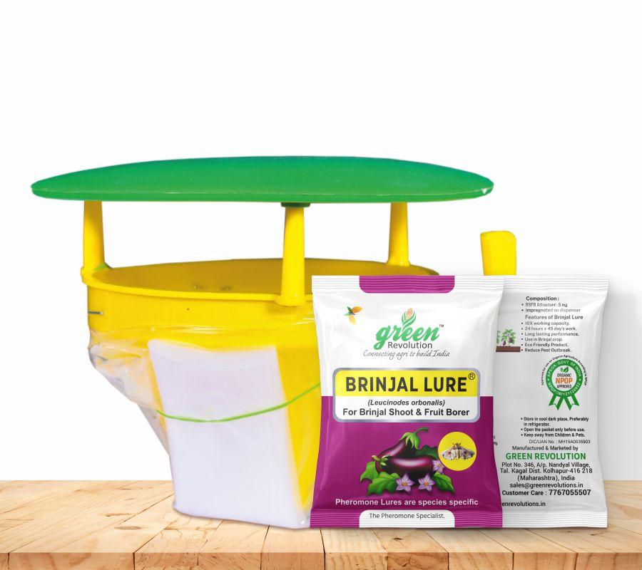 Funnel Pheromone Trap with Brinjal Lucin-O-Lure for (Leucinodes Orbonalis) Brinjal Fruit and Shoot Borer Insect.