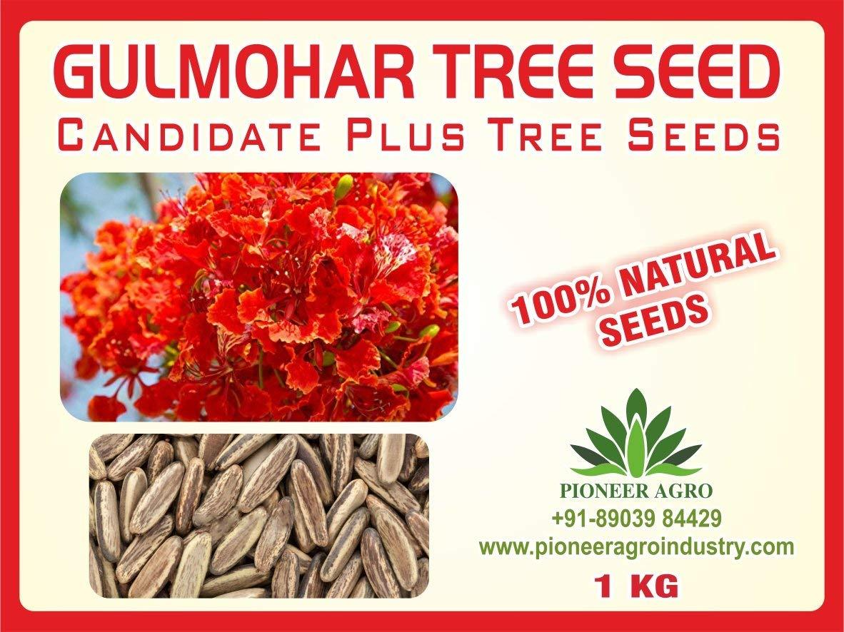Gulmohar – Delonix Regia, Great For Indoor and Outdoor Terrace Gardening.