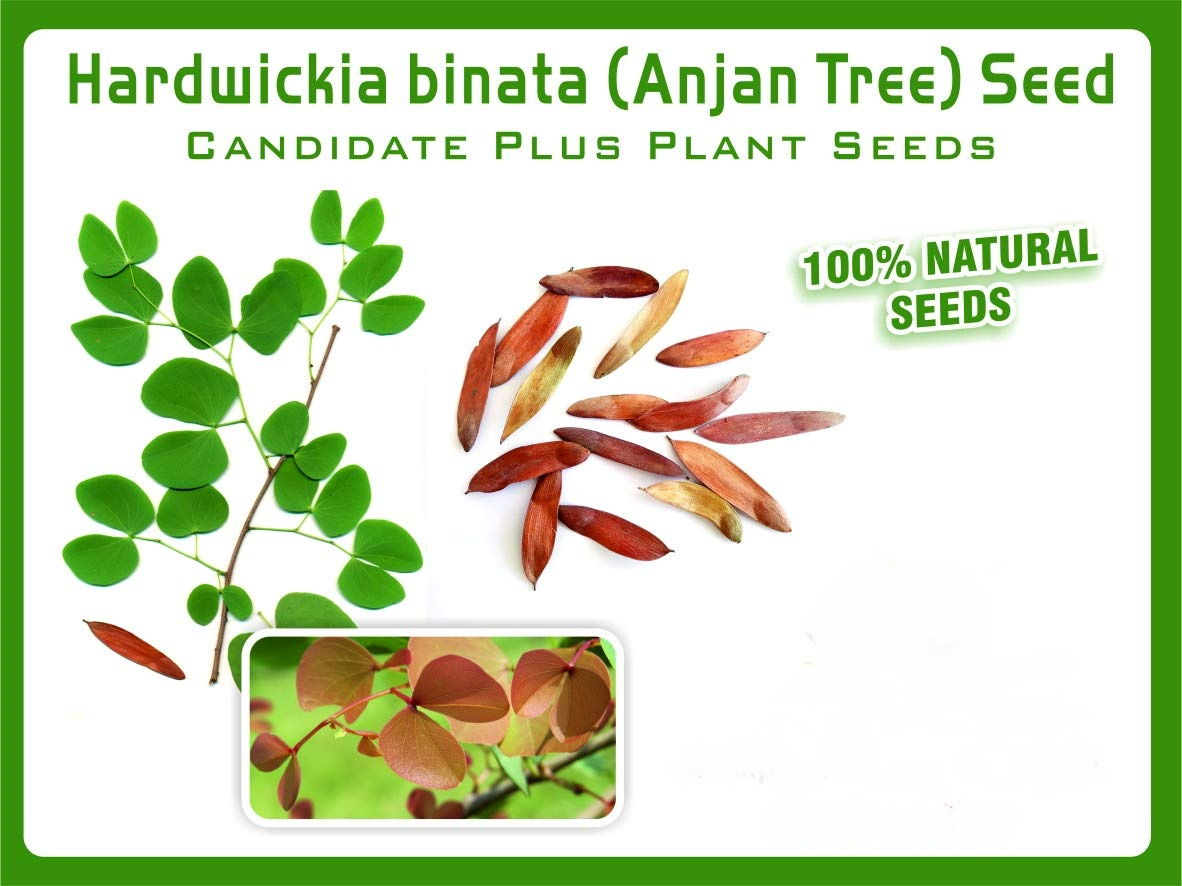Hardwickia binata Seeds Natural Anjan Tree Seeds. Deciduous ornamental tree.