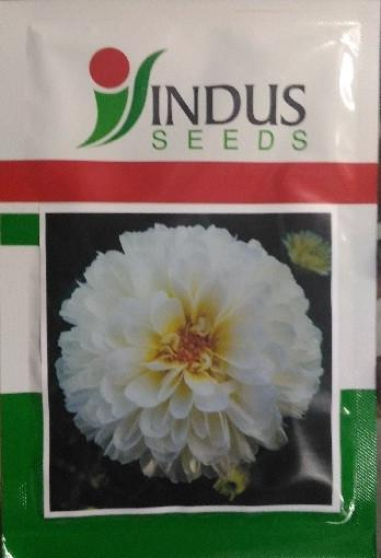 Indus Bijilee Shubhra Seeds, Bijilee Fool Ke Beej, Bijilee Seeds, Very Good Quality.