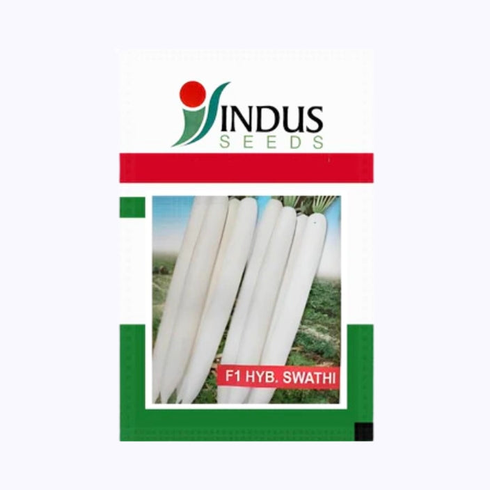 Indus F1 Hybrid Swathi Radish Seed, Ivory white Color, High Yielding Variety