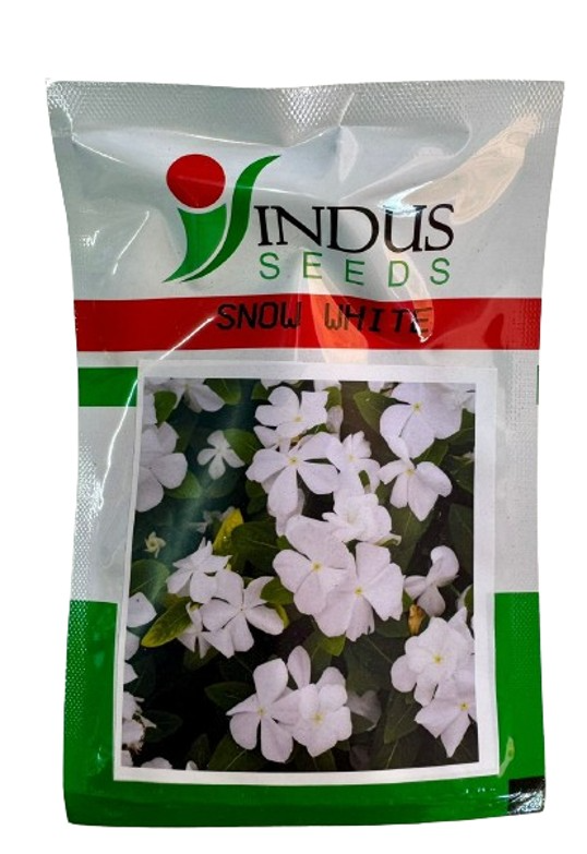 Indus Seeds Vinca Snow White Flower Seed, Well Suited For Pots And Beds, White Color Flower