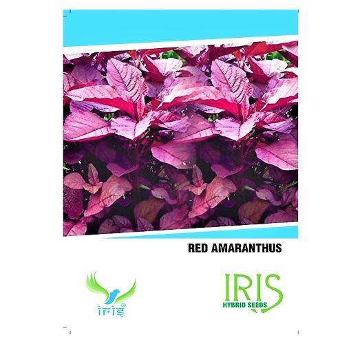 Iris Hybrid Vegetable Seeds Amaranthus Red, Lal Chaulai Seeds, Best For Kitchen Garden. (50 Seeds)