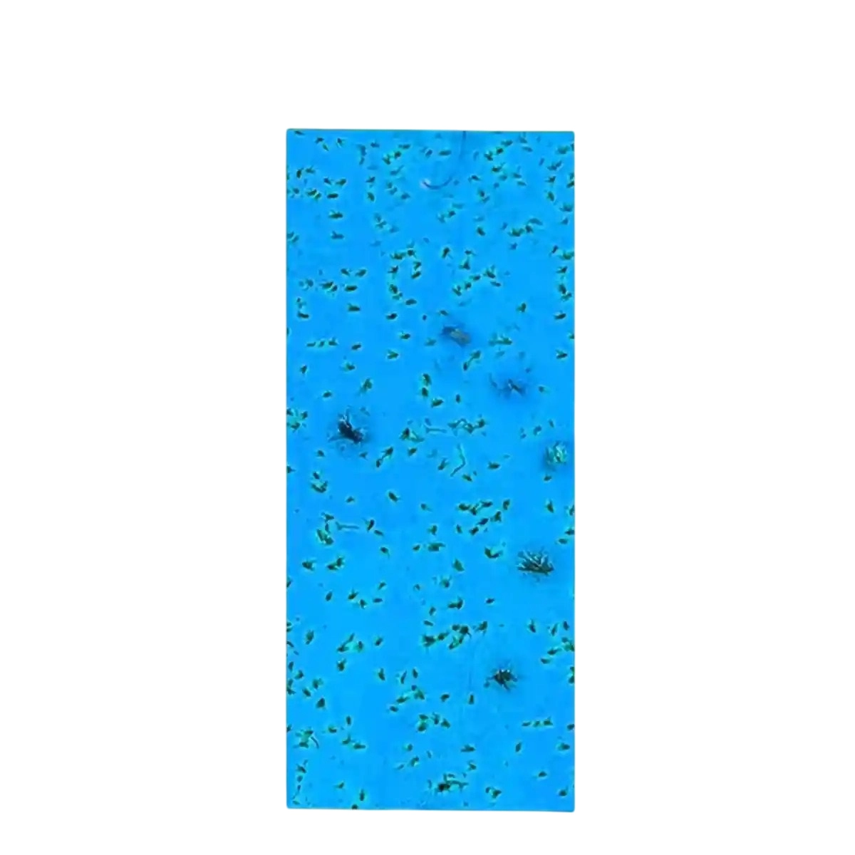 Katyayani Blue Sticky Traps, Effective Solution For Controlling Flying Pests (30 cm x 12 cm)