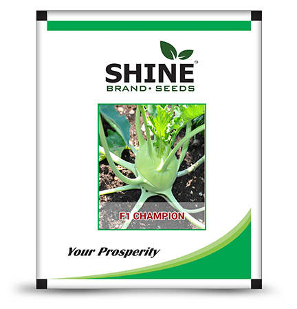 Knol Khol, Khol Rabi Champion Very Attractive Dark Green Color – Shine Brand Seeds.