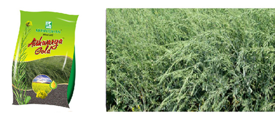 Krishidhan Research Aishwarya Gold High Yield Mustard Seeds With Good Gemination, Sarso Ke Beej.