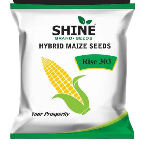 Maize Rise 303 Hybrid – Shine Brand Seeds, Makka Seed, Field Crops, Cereal Crop