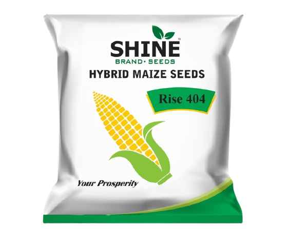 Maize Rise 404 Hybrid – Shine Brand Seeds, Makka Seed, Suitable for Irrigated