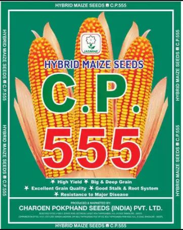 Maize Seeds 555 Hybrid – CP Seeds, Makka, High Yeilding, Deep Kernels, Superior Quality Makka