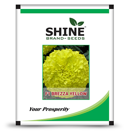 Marigold Brezza Yellow F1 – Shine Brand Seeds, Genda, Attractive Yellow, Excellent Keeping Quality and Tolerant to Major Disease And Virus.