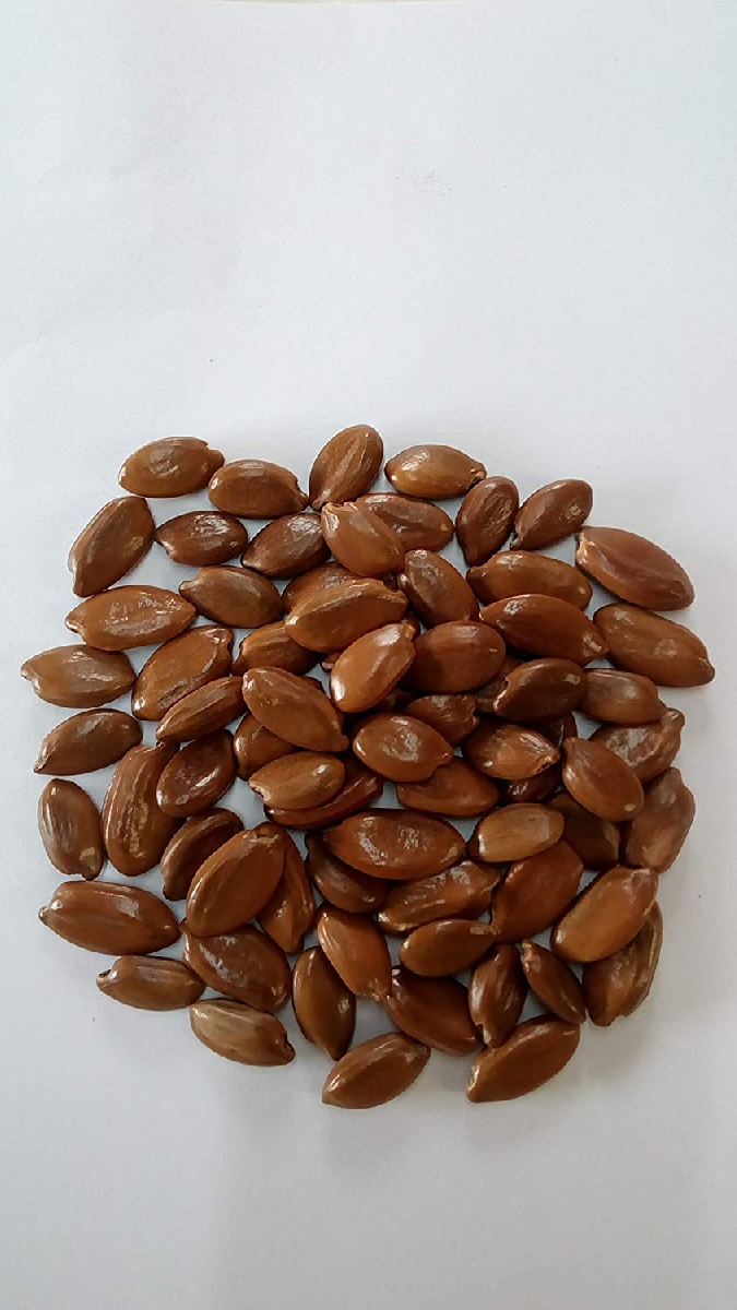 Mimusops Elengi (Mahizham) Tree Seed enhance the beauty of garden, landscapes, commercial crops