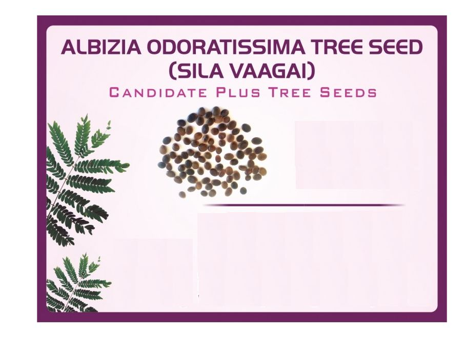 Pioneer Agro Albizia Odoratissima (Sila Vaagai) Tree Seed, 100% Natural Seeds.
