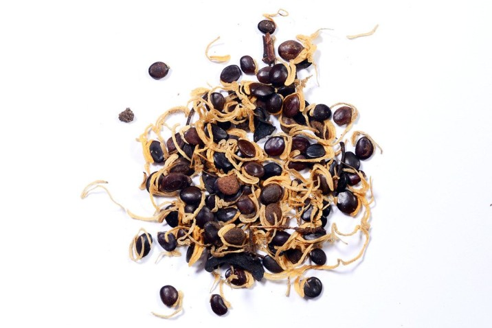 Pioneer Agro Industry Acacia Auriculiformis Tree Seed, Very Good Germination