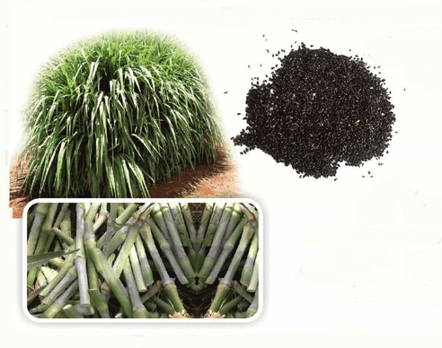 Pioneer Super Napier Grass Seed, mainly used for animal feeding (Cow, buffalo, Goat & Sheep)