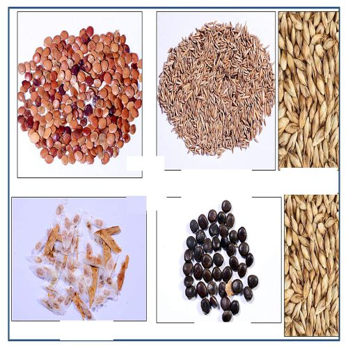 RK Seeds – Acacia Nilotica 100 g + Bamboo Seeds 50 g + Dendrocalamus Strictus 50 g + Tecoma Stans 100 g + Gliricidia Sepium 100 g (Pack of 5)
