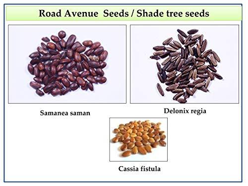 RK Seeds – Avenue seeds of Cassia fistula seeds, cassia seeds + Gulmohar Seeds, Delonix regia + Rain tree seeds, Samanea saman seeds, Albizia Saman