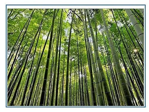 RK Seeds Bamboo Seeds , Also Know As Male Bamboo , Solid Bamboo , Calcutta Bambo Dendrocalamus strictus, Dendrocalamus ,Hard Bamboo , Iron Bamboo