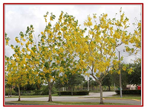 RK Seeds – Cassia Fistula Seeds, Cassia Seeds, Sarakkontrai, Golden Shower Tree, Cassia Fistula, Pudding Pipe Tree, Indian Laburnum Seeds