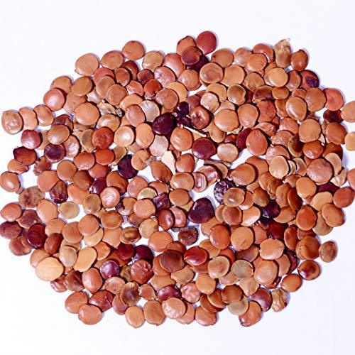 RK Seeds – Gliricidia Seed, Gliricidia tree seeds, Gliricidia sepium, Best For Live Fencing – GLIRICIDIA SEPIUM TREE SEEDS, Fodder seeds, cattle seeds