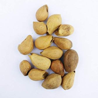 RK Seeds – Gmelina arborea seeds, Gamhar seed, White Teak, Gmelina, goomar teak seeds, Kashmir tree, Malay beechwood seeds, white teak seeds, Yamane,