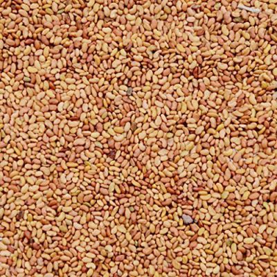 RK Seeds Grass seeds, Alfalfa seeds , Lucerne seeds, Medicago Sativa , Cattle grass seeds , Fodder, grass seeds, Kuthirai masal grass seeds