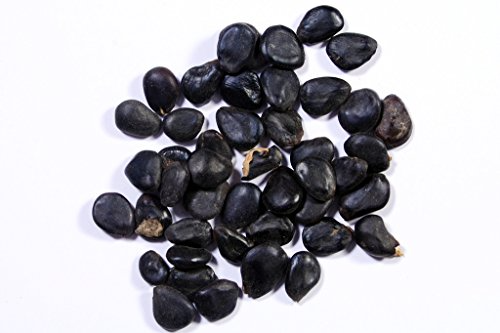 RK Seeds Madras Thorn Tamarind Seeds – Pithecellobium Dulce Seeds , Natural Seeds , Leaves Are Useful Livestock Feeds , Can Use For Shade , Shelter