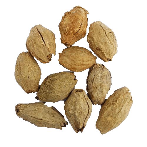 RK Seeds Melia Dubia Seeds, Malabar Neem Treated Seeds. Multipurpose Use, Fast Growing tree ,Malaivembu tree seed ,plywood and pulp wood tree seeds