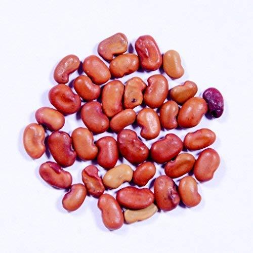 RK Seeds Sesbania grandiflora , Agati Seeds  Sesbania grandiflora Seeds Sesbania Seeds , Fodder Seeds , Hummingbird Tree Seeds, fodder seeds planting