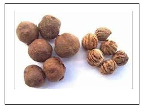 RK Seeds Teak Wood Seeds , Tectona grandis seeds , Teak Seeds for Plantation seeds, Teak Tree Seeds , Sagwan Seeds , Thekku seeds, Teak wood seeds
