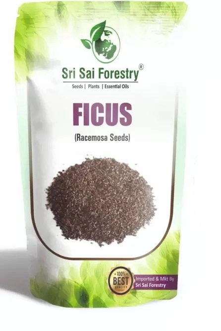 SRI SAI FORESTRY – Gular – Cluster Fig – Ficus Racemosa – Natural Tasty Athi Fruit Tree seeds