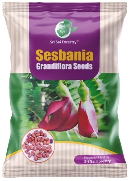 SRI SAI FORESTRY – Sesbania Grandiflora (Agati) Fodder Seeds , Humming bird Tree Seeds, Livestock Food Seeds