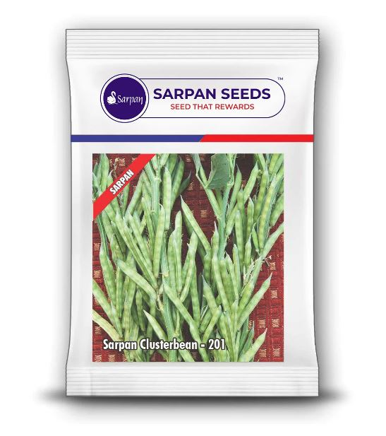 Sarpan Cluster Beans – 201 Seeds, Dark Green Color With Best Germination, For Kharif and Summer