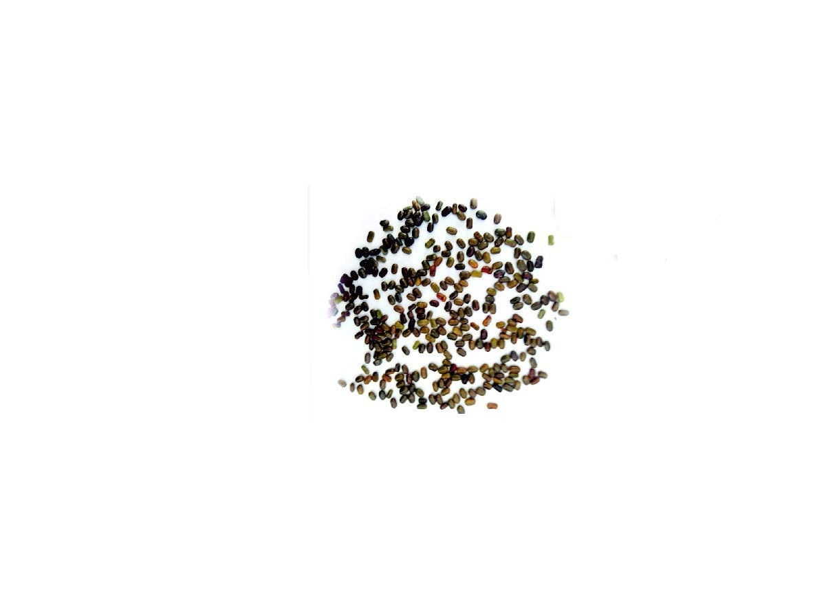 Sesbania Dispinosa Dhaincha Malai Murungai Seeds, enhance the beauty of garden, landscapes, commercial crops