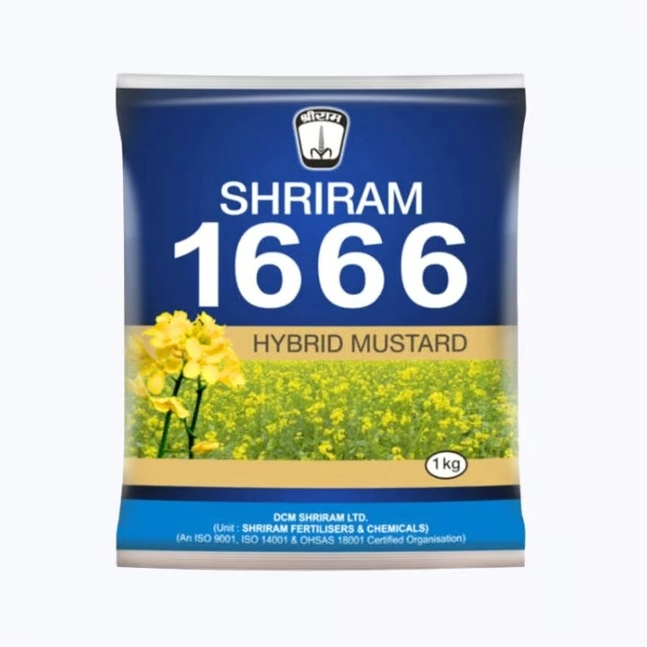 Shriram 1666 Hybrid Mustard Seeds, Excellent Yield And Good Oil Percentage, Sarso Ke Beej