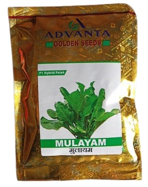 Spinach Mulayam F1 Hybrid – Advanta Golden Seeds Palak, Excellent Germination Quality