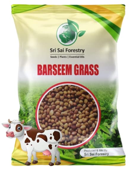 Sri Sai Forestry Barseem Grass Seeds For Goat, Barseem Seed For Cattle, Multi Cut Grass Seeds