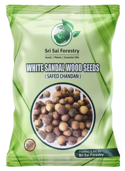 Sri Sai Forestry Safed Chandan Plant Tree Seeds, White Sandalwood Tree Seeds