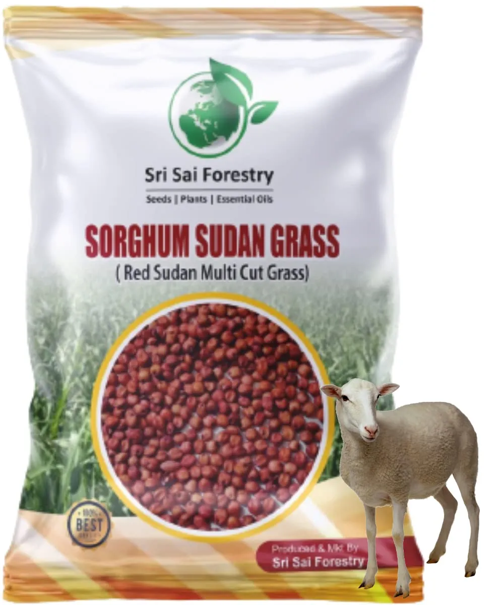 Sri Sai Forestry Sorghum Sudan Grass Fodder Seeds For Goat And Cow, Red Sudan Multi Cut Grass Seeds