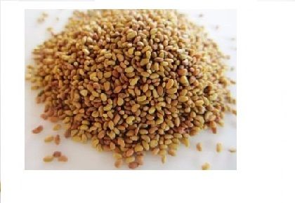 Stylo Scabra Grass Seed (Muyalmasal) Fodder Seeds, Adaptive in Tropical Climate