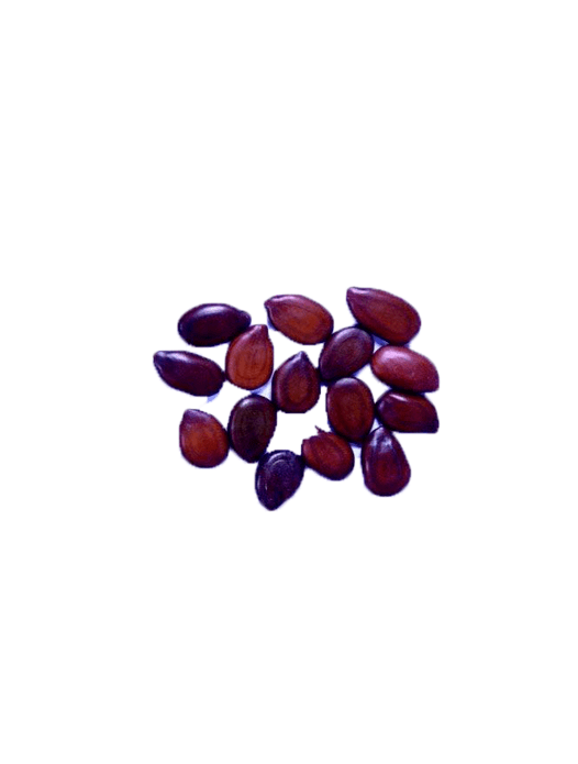 Subabul Leucaena Leucocephala Tree Seed, Excellent Germination Quality